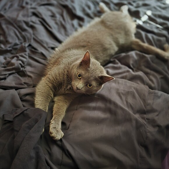 plumpster